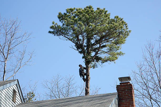 How Our Tree Care Process Works  in  San Jacinto, CA